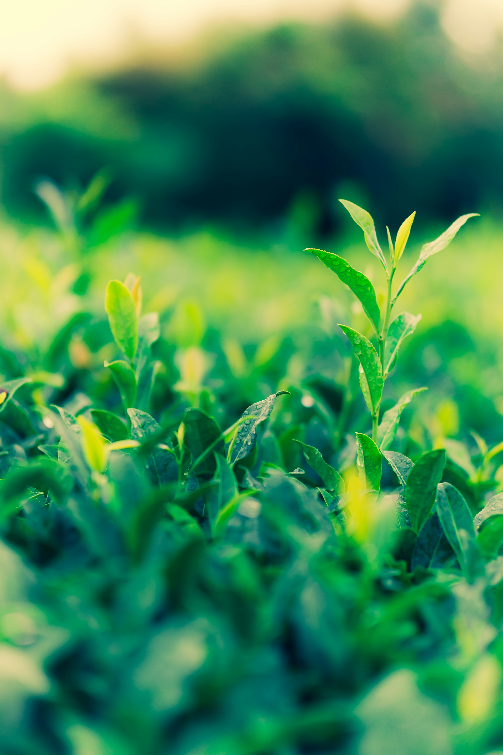 Młode pędy krzewu herbacianego na plantacji